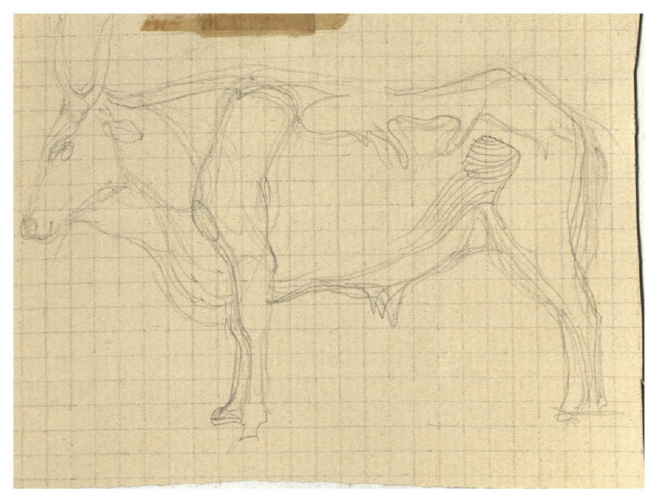 Bovino (disegno) di Disertori, Benvenuto Maria (prima metà sec. XX)