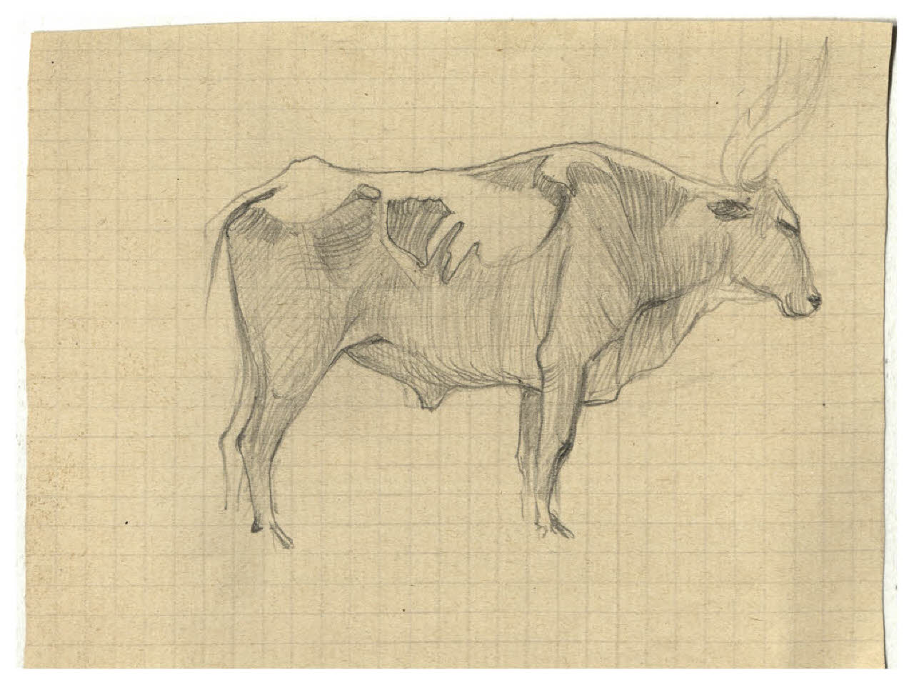 Bovino (disegno) di Disertori, Benvenuto Maria (prima metà sec. XX)