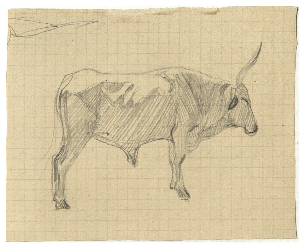 Bovino (disegno) di Disertori, Benvenuto Maria (prima metà sec. XX)