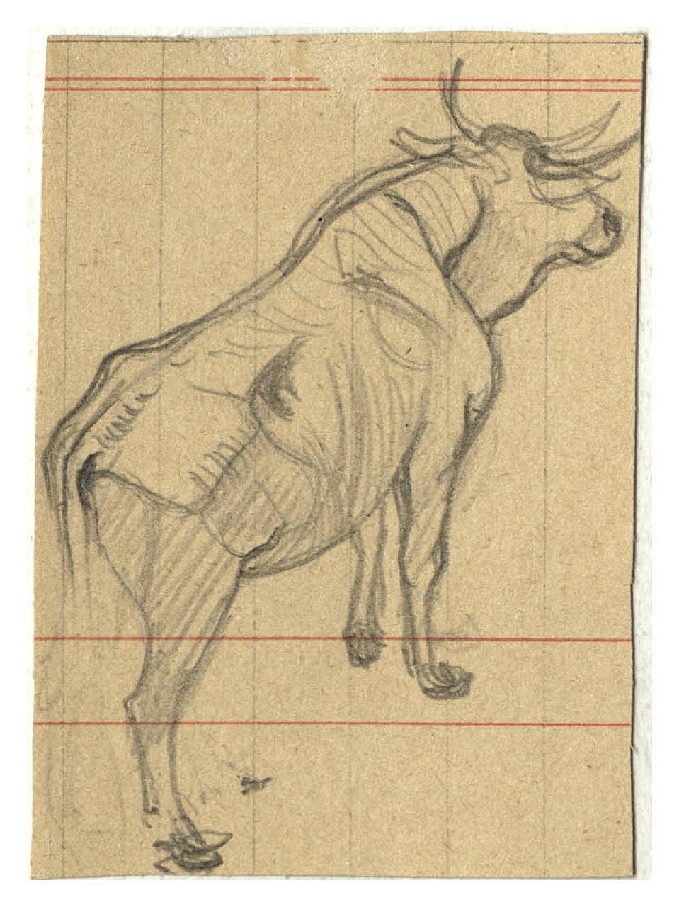 Bovino (disegno) di Disertori, Benvenuto Maria (prima metà sec. XX)