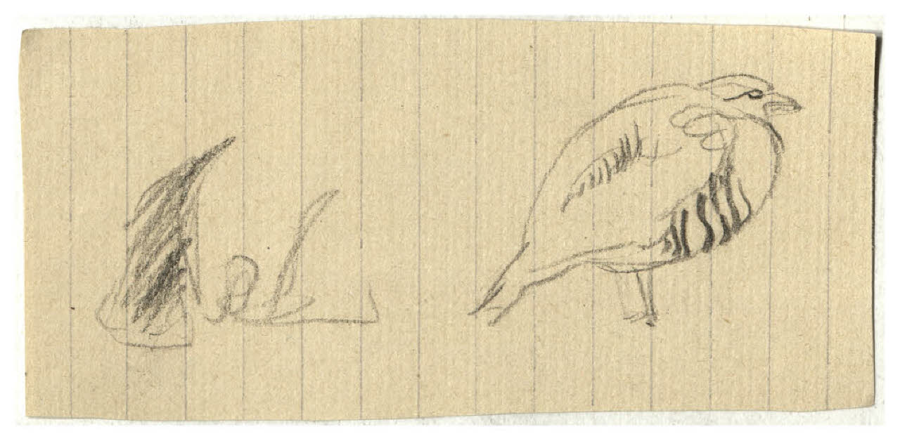 Uccello (disegno) di Disertori, Benvenuto Maria (prima metà sec. XX)