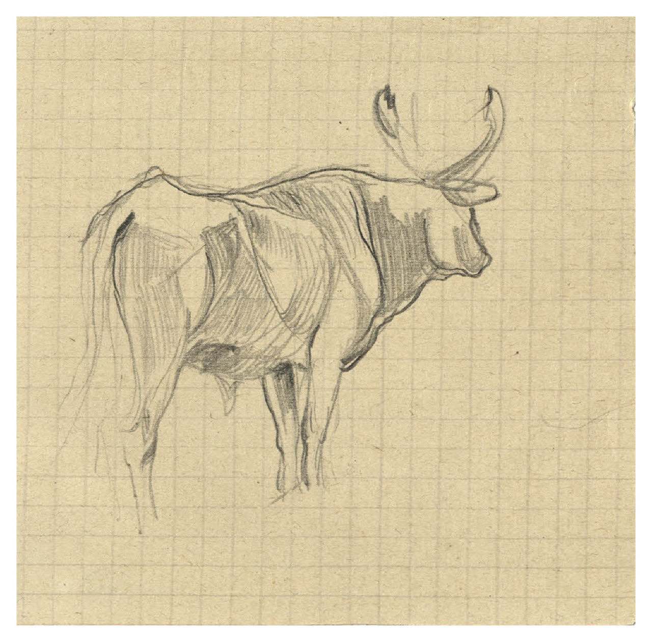 Bovino (disegno) di Disertori, Benvenuto Maria (prima metà sec. XX)