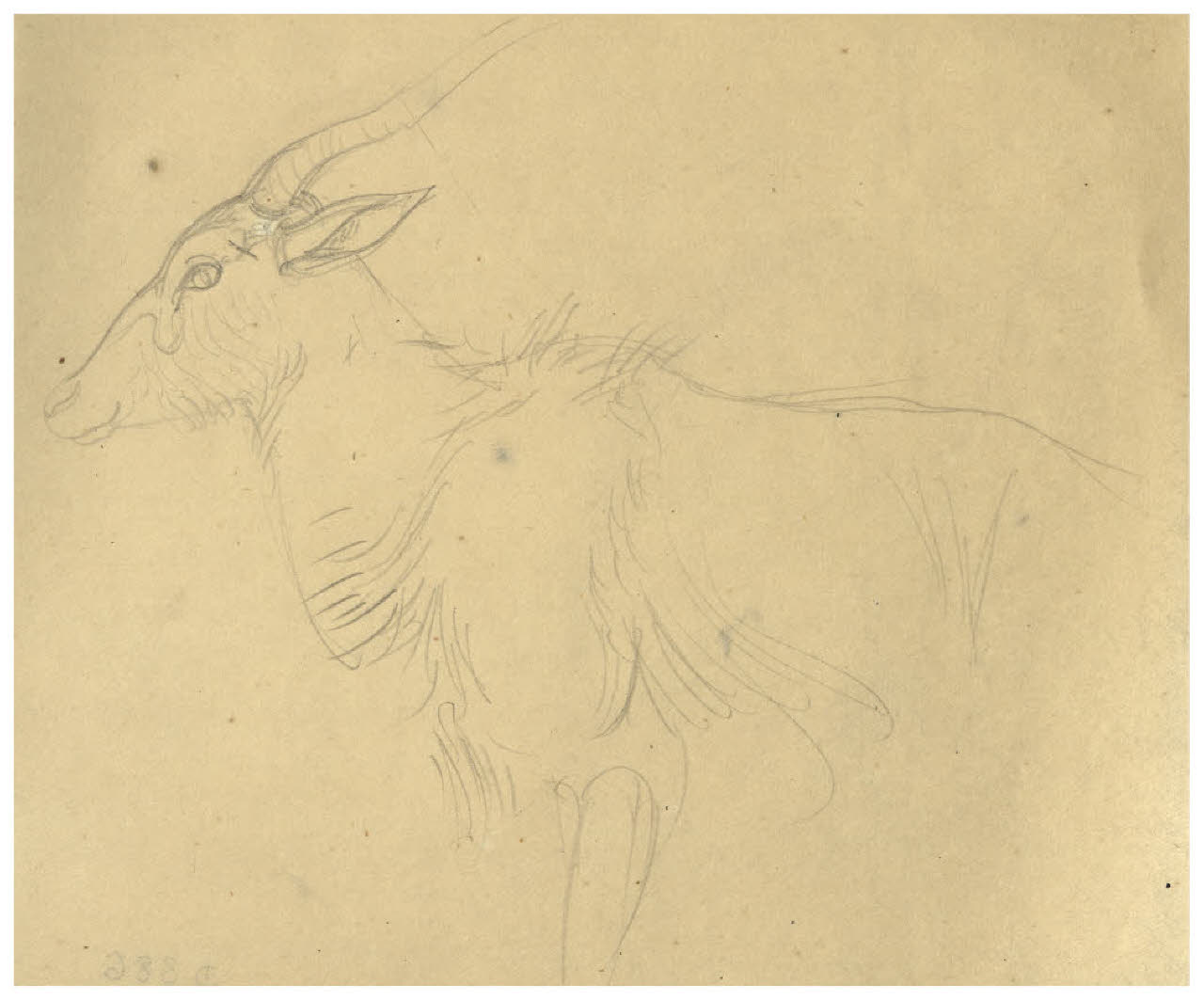 Ovino (disegno) di Disertori, Benvenuto Maria (prima metà sec. XX)