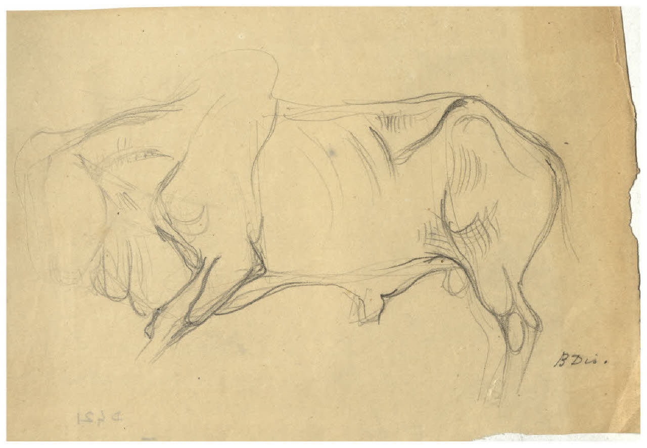 Bovino (disegno) di Disertori, Benvenuto Maria (prima metà sec. XX)