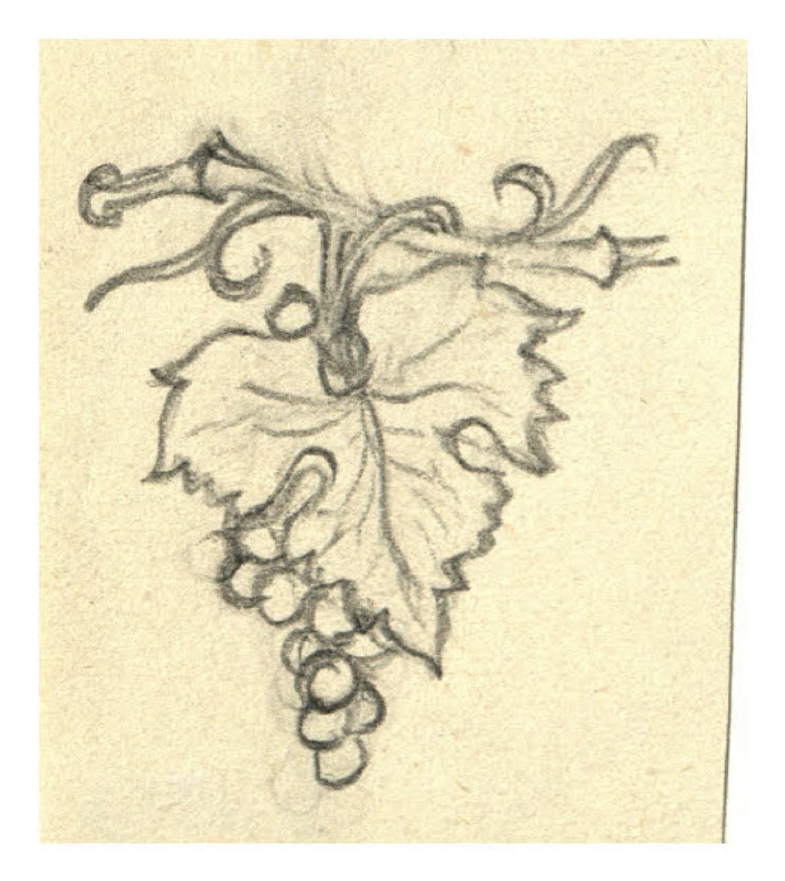 Grappolo d'uva (disegno) di Disertori, Benvenuto Maria (prima metà sec. XX)