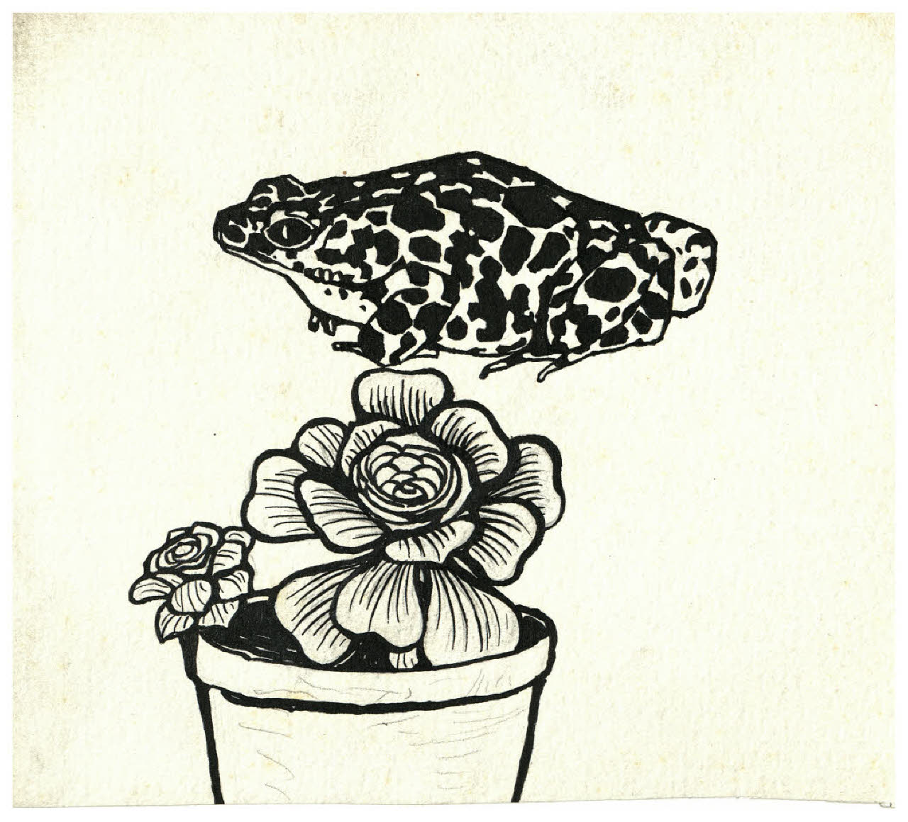 Rospo maculato e erba grassa in un vaso (disegno) di Disertori, Benvenuto Maria (prima metà sec. XX)