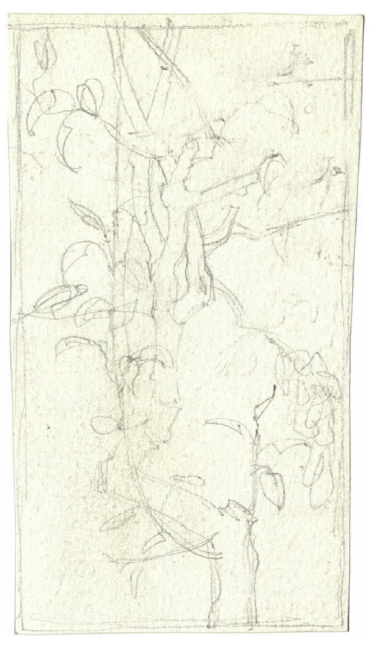 Ramo. Studio per illustrazione (disegno) di Disertori, Benvenuto Maria (prima metà sec. XX)