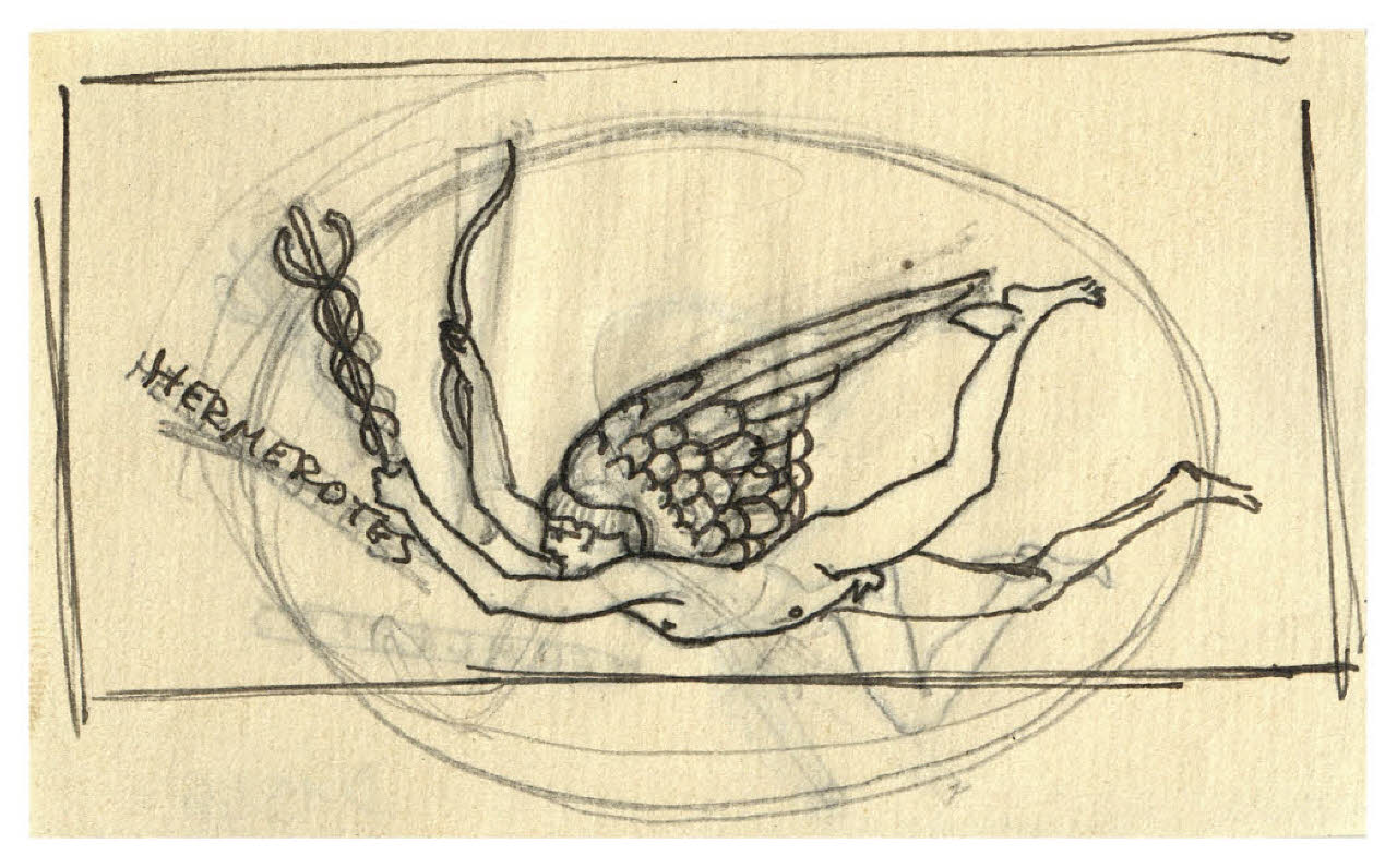 Ermerote in volo - Hermerotes (disegno) di Disertori, Benvenuto Maria (prima metà sec. XX)