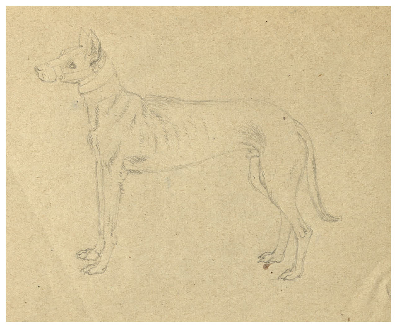 Cane con la museruola (disegno) di Disertori, Benvenuto Maria (prima metà sec. XX)