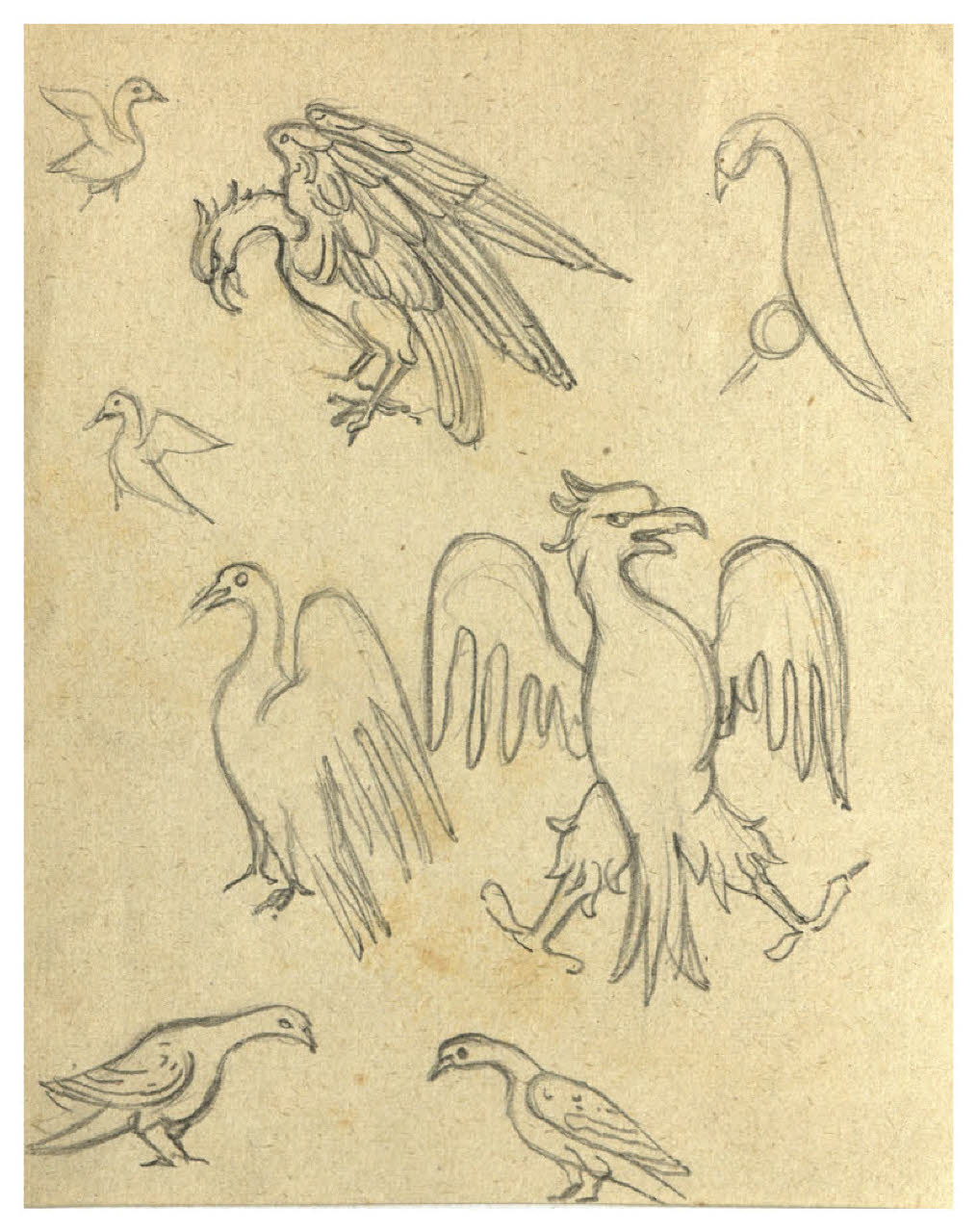 Foglio di studio con repertorio di uccelli (disegno) di Disertori, Benvenuto Maria (prima metà sec. XX)