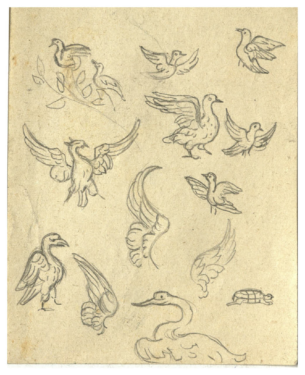 Foglio di studio con repertorio di uccelli (disegno) di Disertori, Benvenuto Maria (prima metà sec. XX)