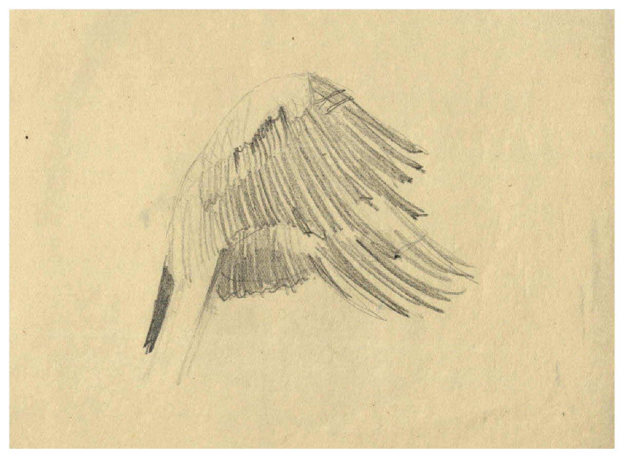 Studio d'ali (disegno) di Disertori, Benvenuto Maria (prima metà sec. XX)