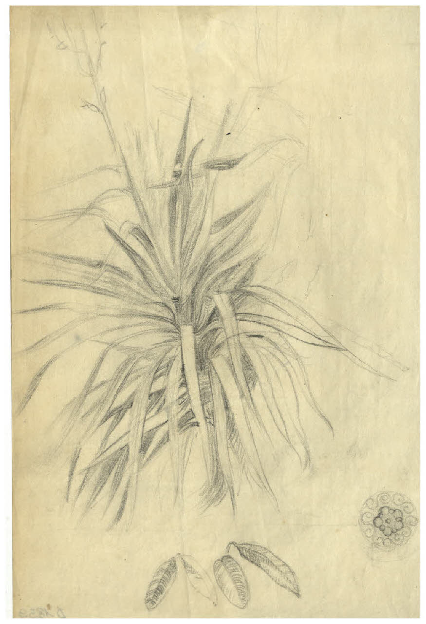 Cespo d'erba (disegno) di Disertori, Benvenuto Maria (prima metà sec. XX)