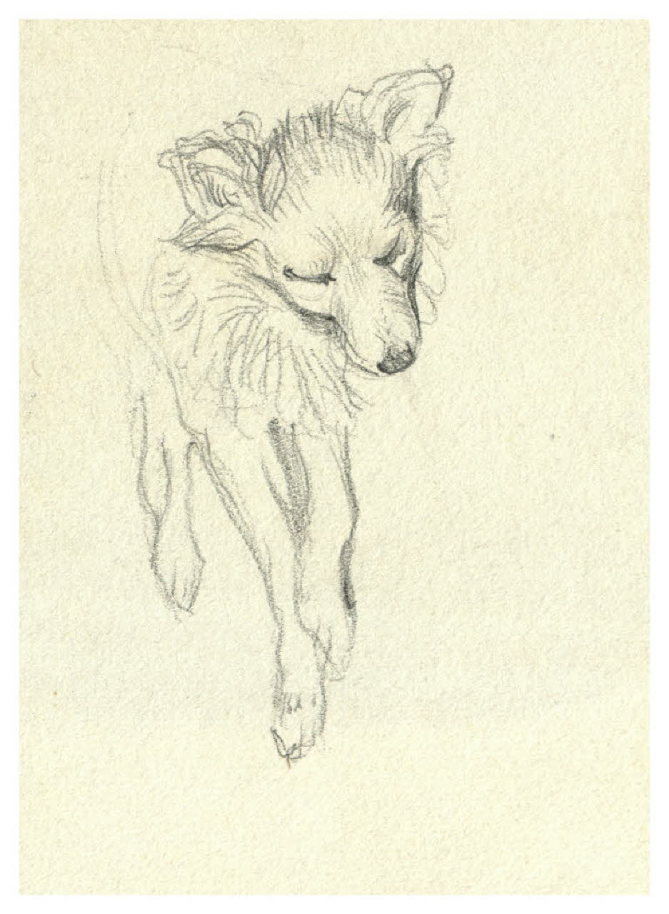 Cane (disegno) di Disertori, Benvenuto Maria (prima metà sec. XX)