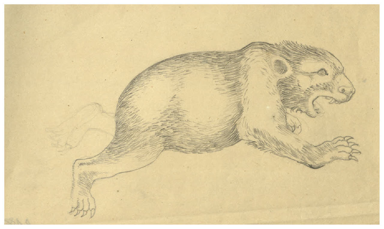 Nutria (disegno) di Disertori, Benvenuto Maria (prima metà sec. XX)