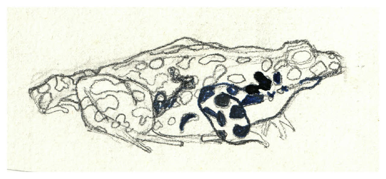 Rospo maculato (disegno) di Disertori, Benvenuto Maria (prima metà sec. XX)