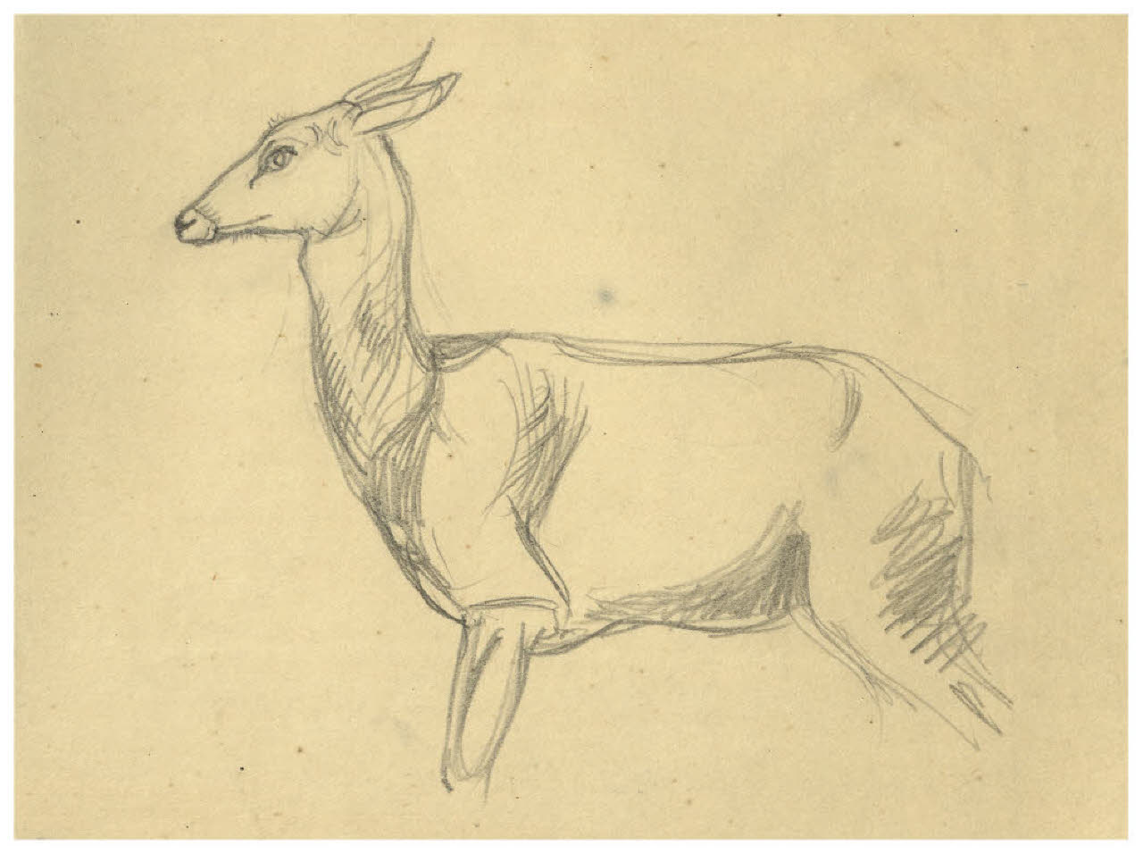 Capriolo (disegno) di Disertori, Benvenuto Maria (prima metà sec. XX)