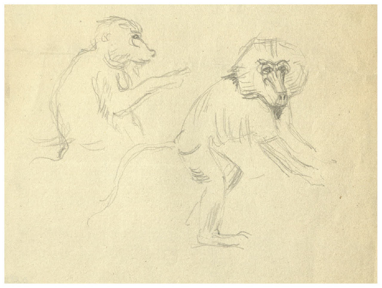 Studio di scimmia (disegno) di Disertori, Benvenuto Maria (prima metà sec. XX)