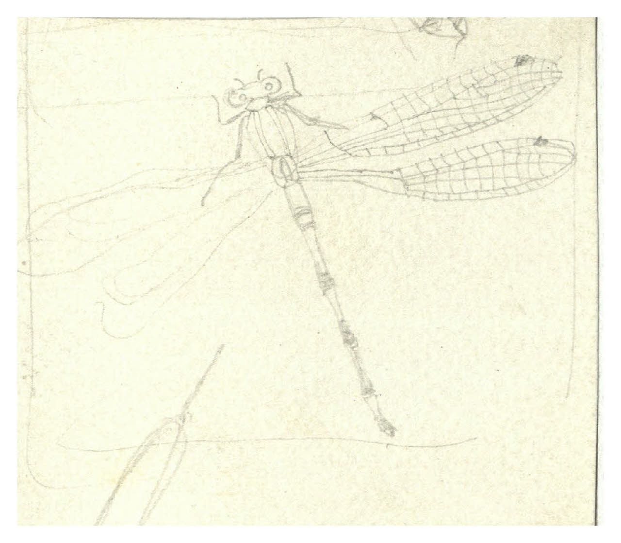 Studio di libellula (disegno preparatorio per la copertina di Fabio Tombari, La vita, Milano, Mondadori, 1930) (disegno) di Disertori, Benvenuto Maria (sec. XX)