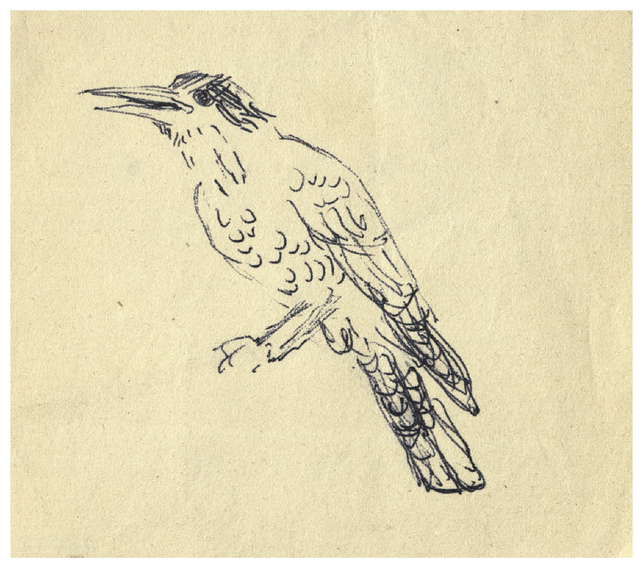 Uccello (disegno) di Disertori, Benvenuto Maria (prima metà sec. XX)