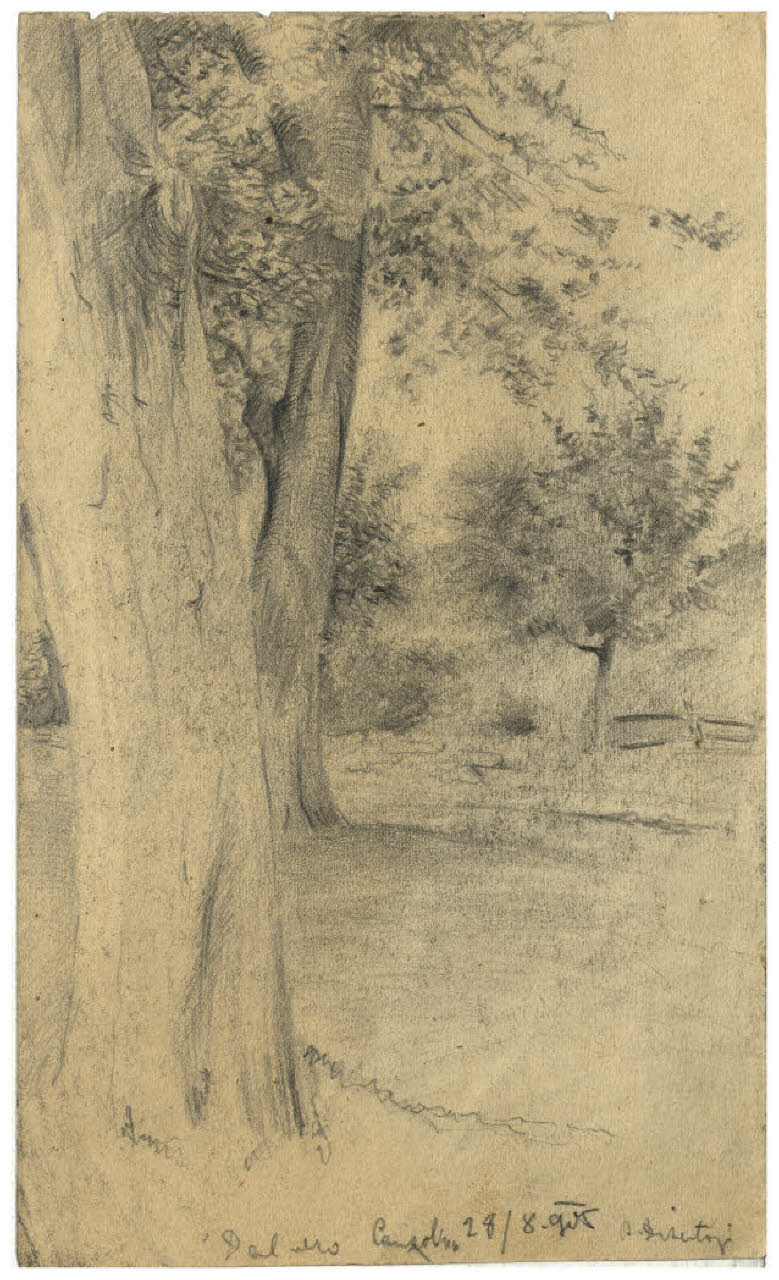 Albero - Dal vero. Canzolino (disegno) di Disertori, Benvenuto Maria (sec. XX)