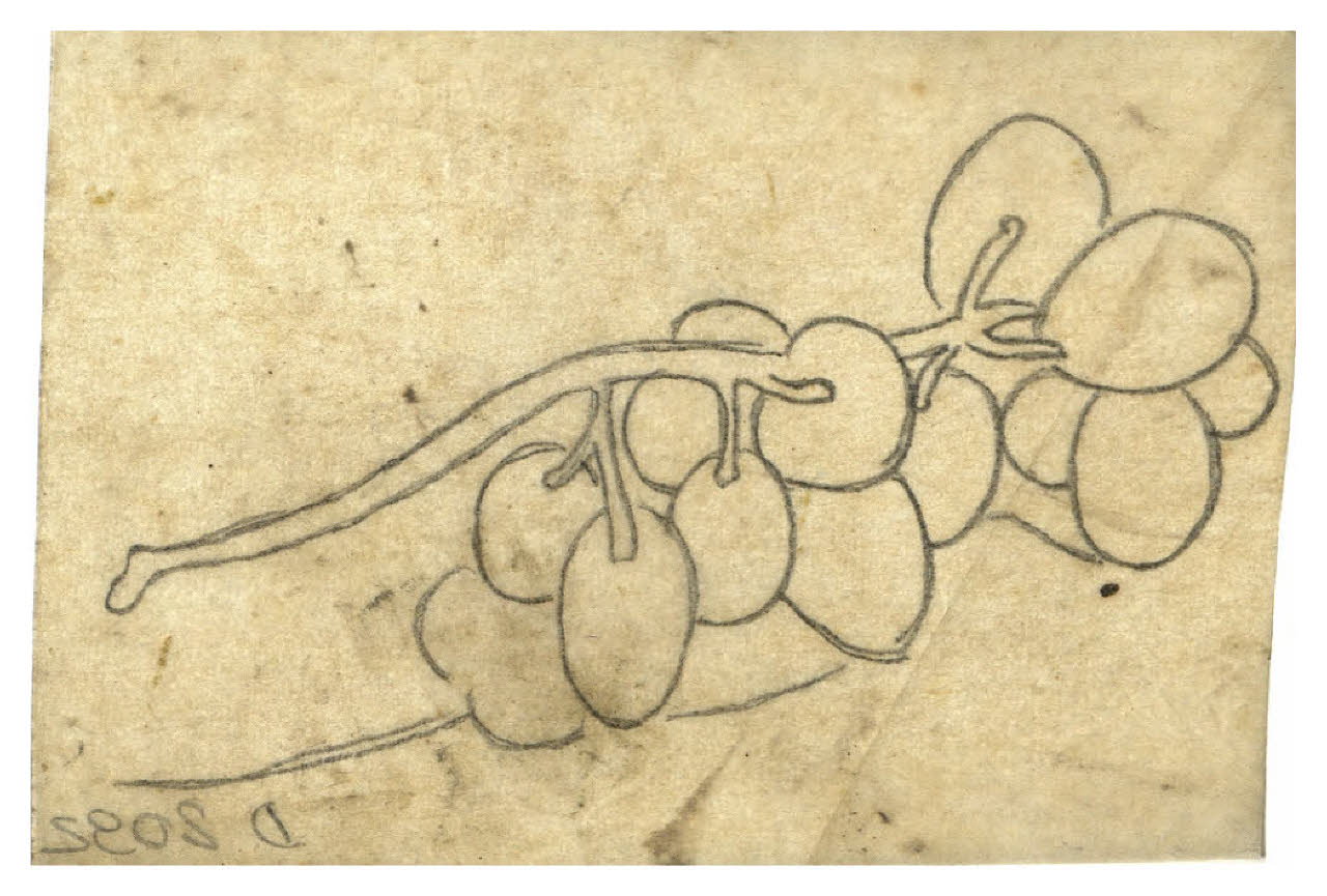 Grappolo d'uva (disegno) di Disertori, Benvenuto Maria (prima metà sec. XX)