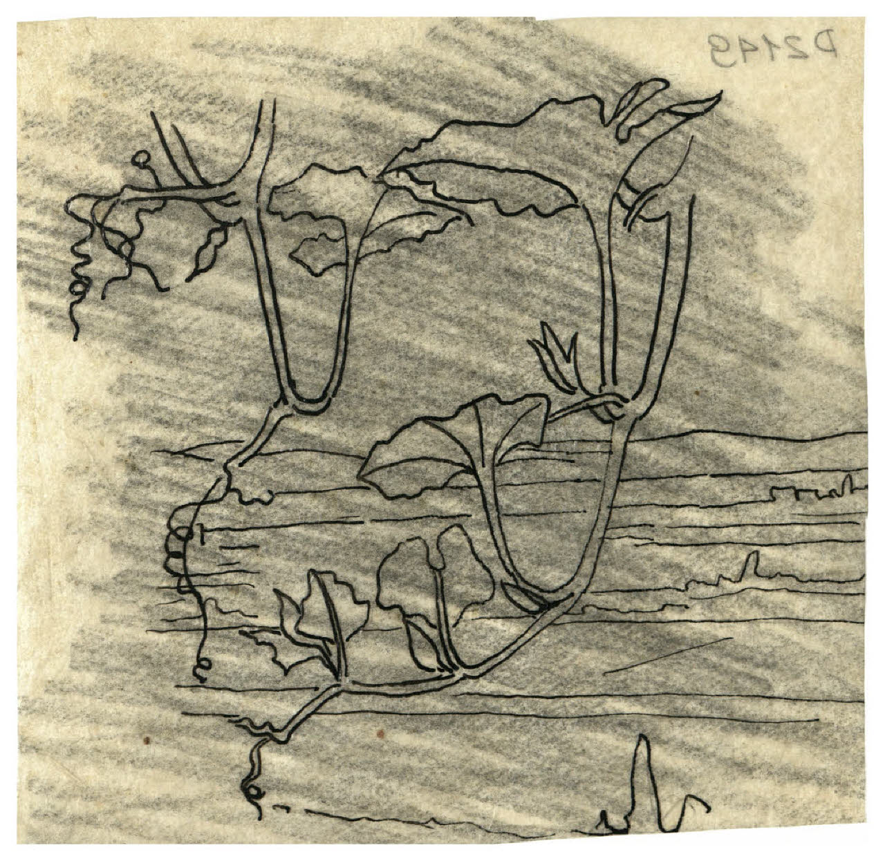 Foglie di zucca (disegno) di Disertori, Benvenuto Maria (prima metà sec. XX)