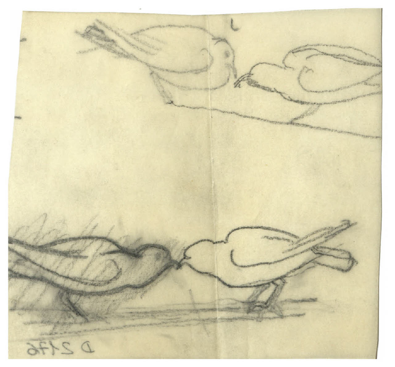 Doppia coppia di colombi (disegno) di Disertori, Benvenuto Maria (prima metà sec. XX)