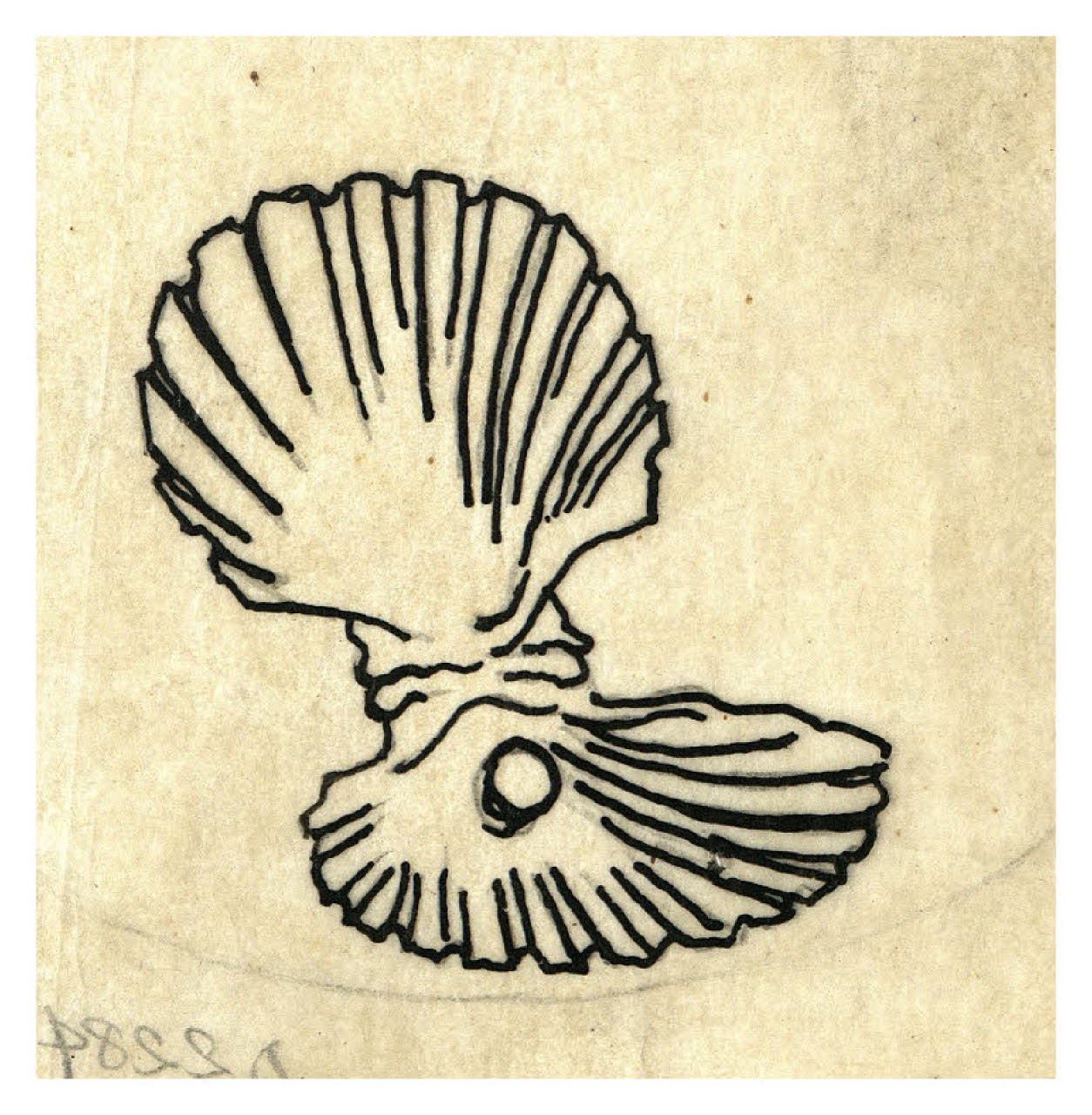 Conchiglia con perla. Disegno preparatorio per ex libris, non realizzato, per Mansueto Fenini (disegno) di Disertori, Benvenuto Maria (prima metà sec. XX)