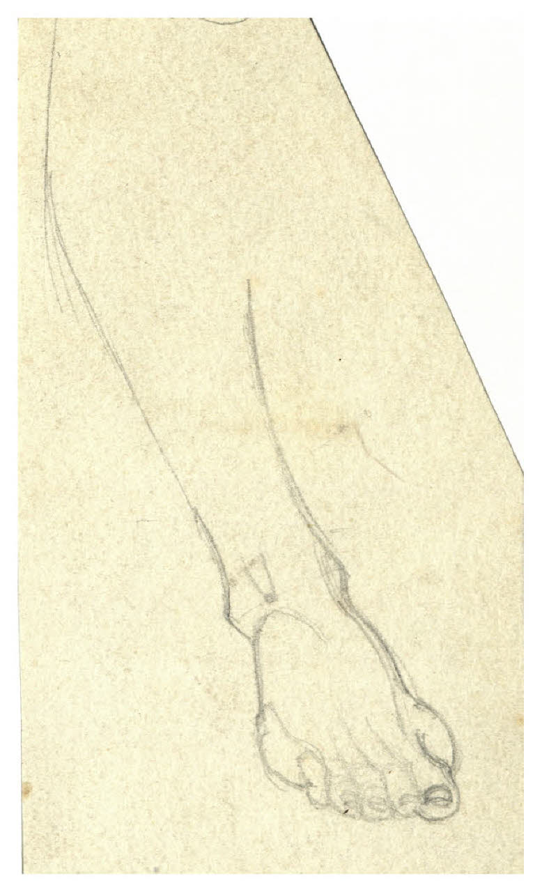 Studio di piede (disegno) di Disertori, Benvenuto Maria (prima metà sec. XX)