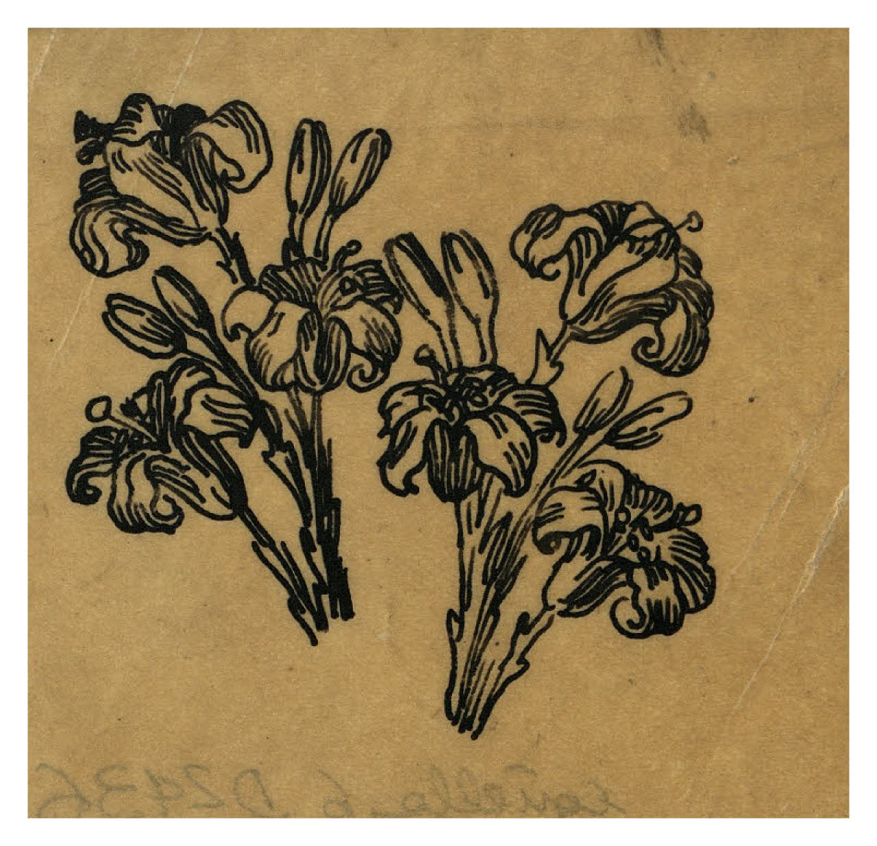 Gigli (ricalco dall'antico?) (disegno) di Disertori, Benvenuto Maria (prima metà sec. XX)