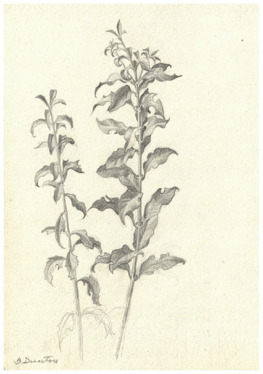 Erba (disegno) di Disertori, Benvenuto Maria (prima metà sec. XX)