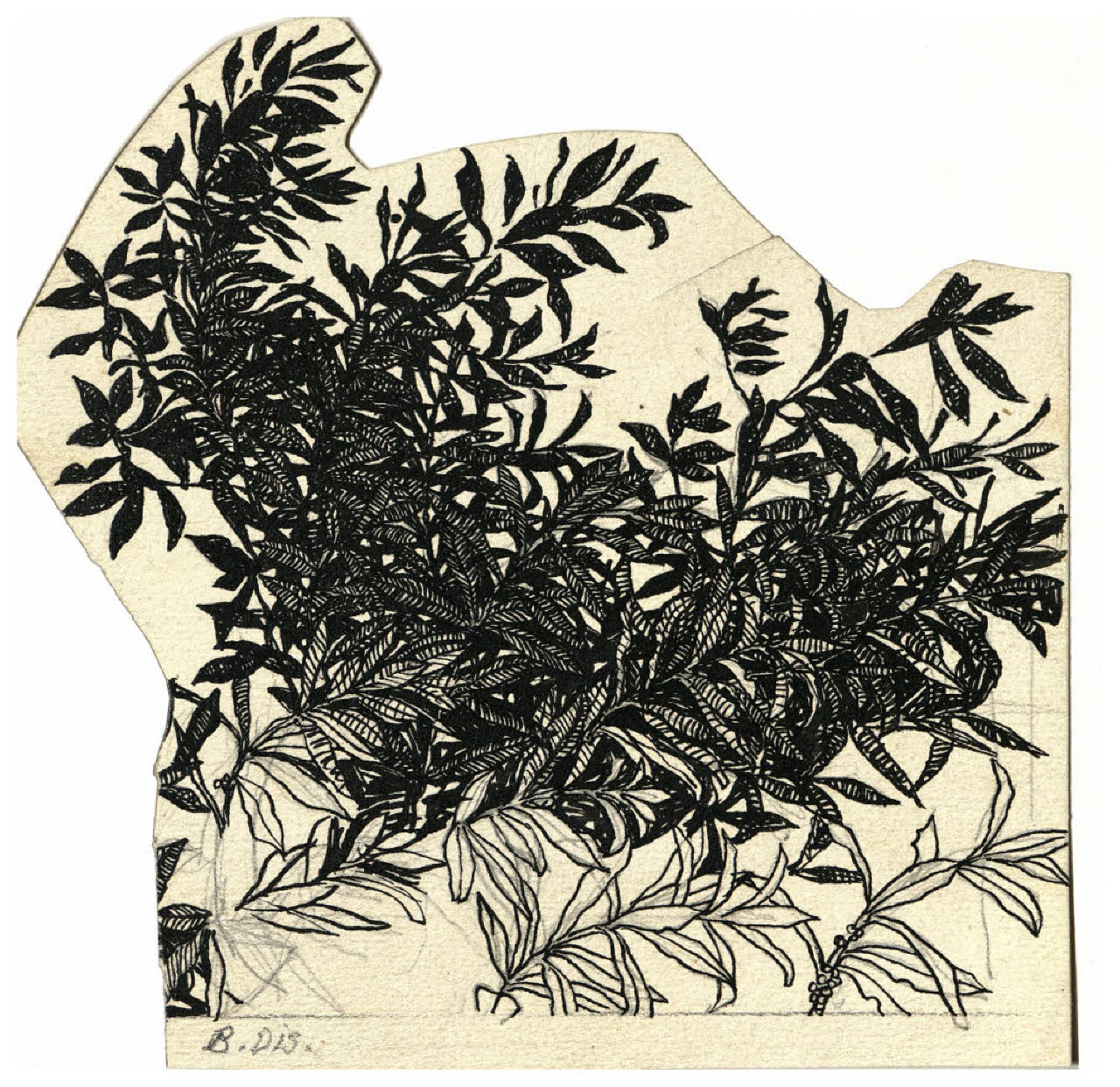 Rami con piccole bacche (disegno) di Disertori, Benvenuto Maria (prima metà sec. XX)