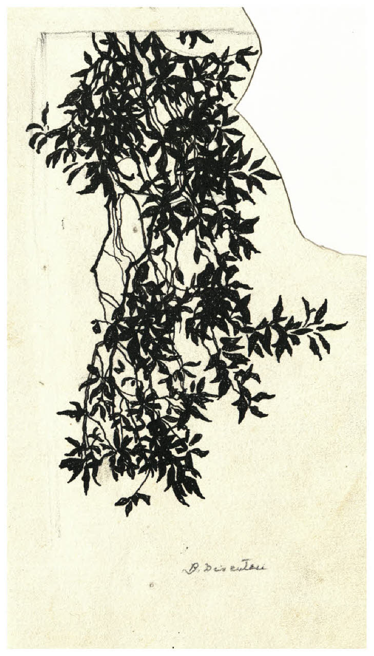 Studio di ramo con foglie (disegno) di Disertori, Benvenuto Maria (prima metà sec. XX)