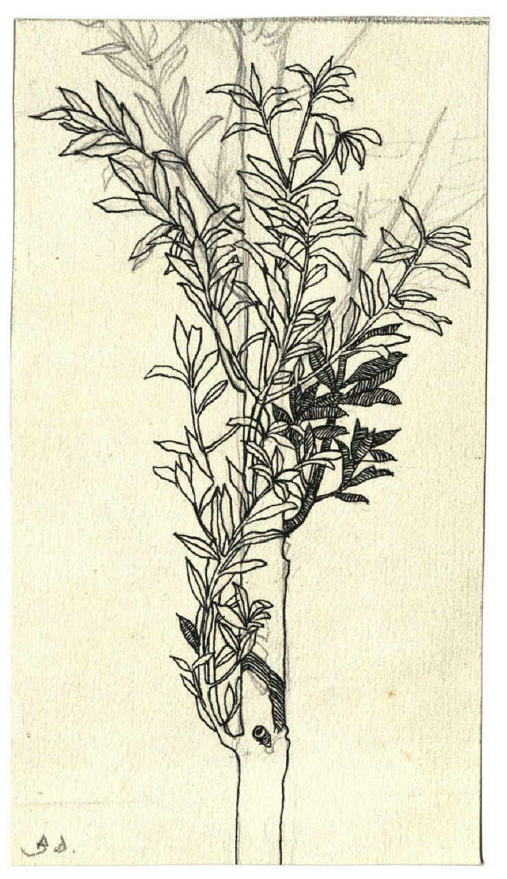 Giovane albero (disegno) di Disertori, Benvenuto Maria (prima metà sec. XX)