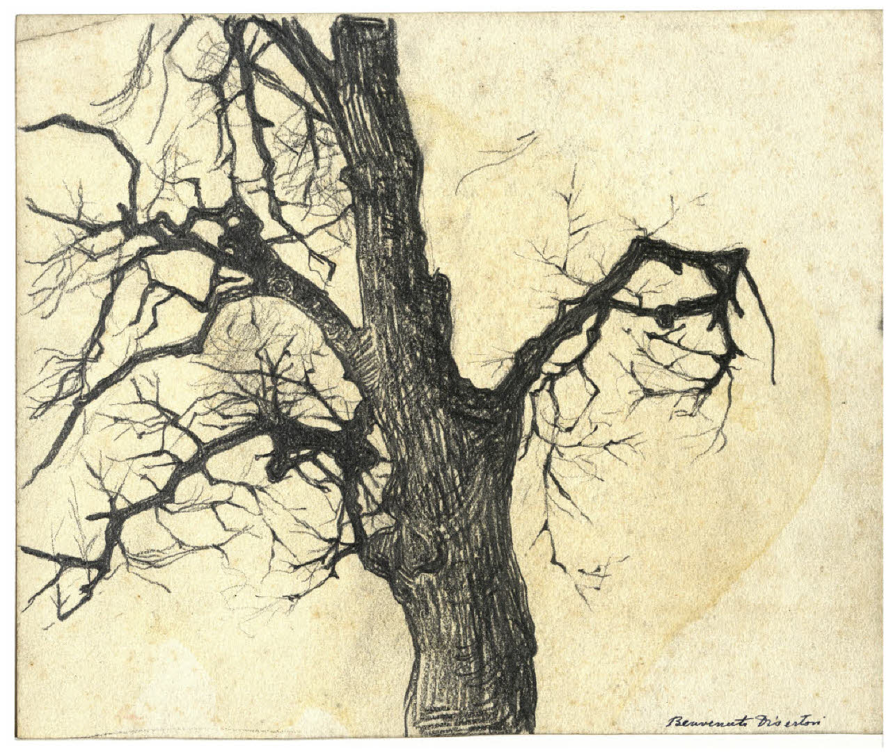 Albero secco (disegno) di Disertori, Benvenuto Maria (prima metà sec. XX)