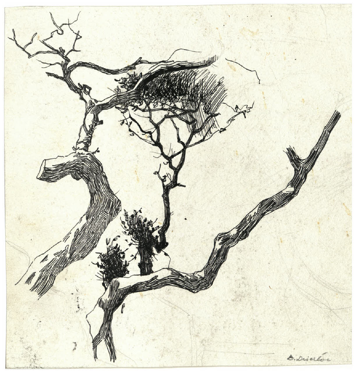 Rami spogli (disegno) di Disertori, Benvenuto Maria (prima metà sec. XX)