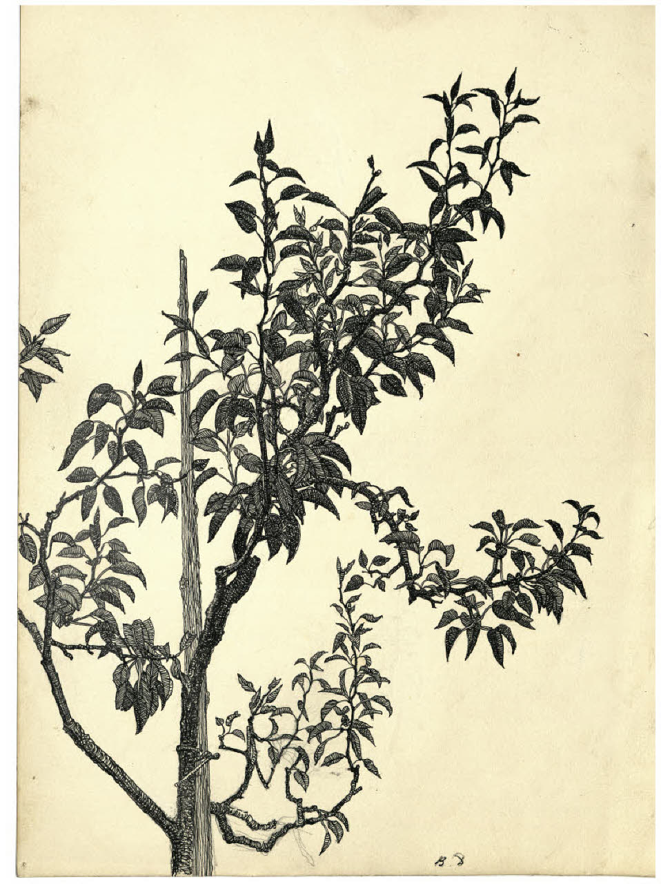 Ramo di un albero da frutta (disegno) di Disertori, Benvenuto Maria (prima metà sec. XX)