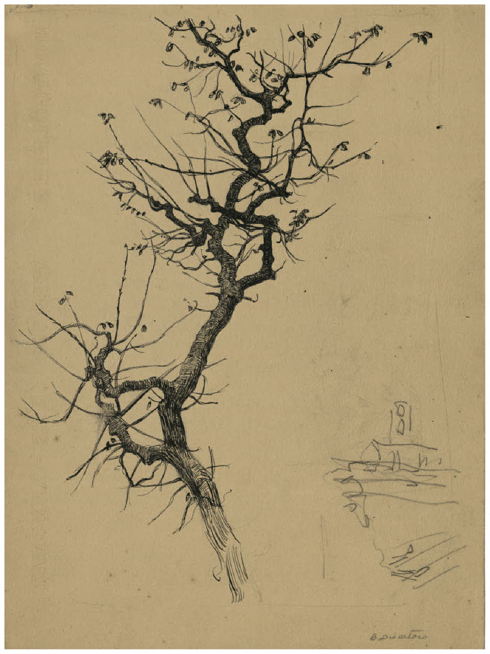 Ramo secco (disegno) di Disertori, Benvenuto Maria (prima metà sec. XX)