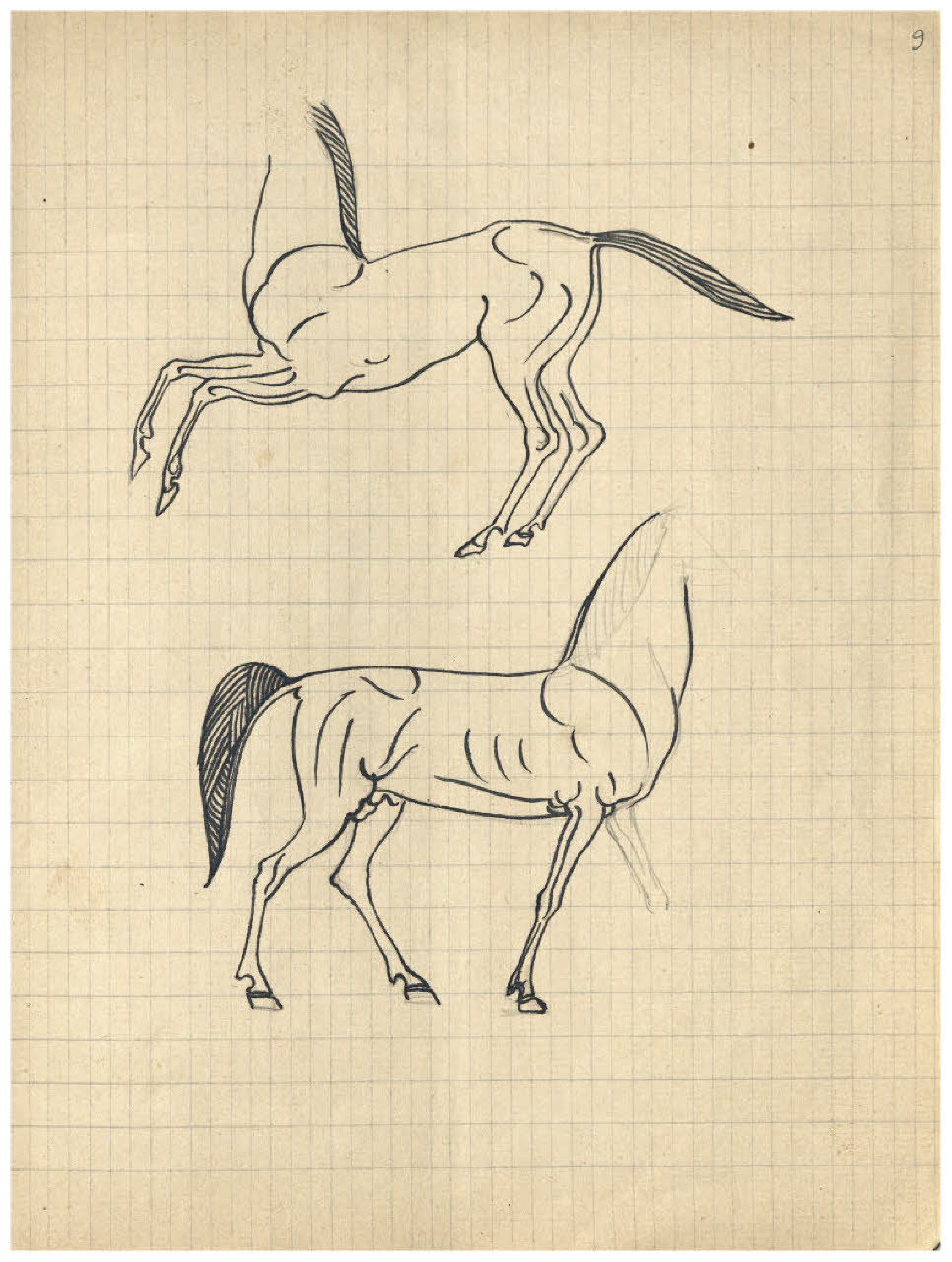 Doppio studio del corpo di un cavallo (disegno) di Disertori, Benvenuto Maria (sec. XX)