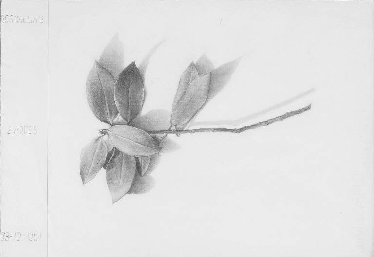 STUDIO DI RAMO CON FOGLIE DAL VERO (disegno) di Boscaglia Bruno (metà sec. XX)