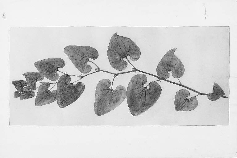 STUDIO DI RAMO CON FOGLIE DAL VERO (disegno) di Cassani Gaetano (inizio sec. XX)
