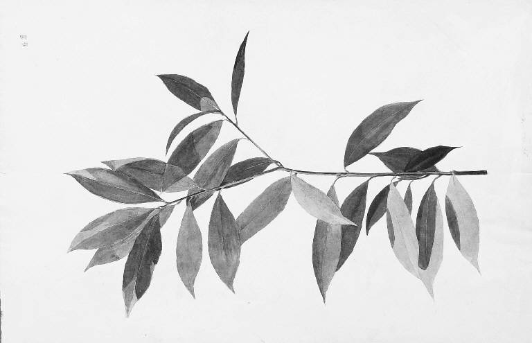 STUDIO DI RAMO CON FOGLIE DAL VERO (disegno) di Cassani Gaetano (inizio sec. XX)