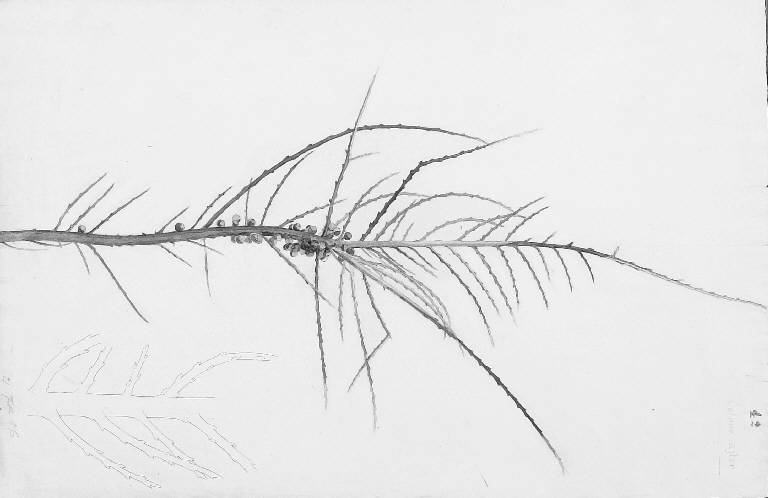 STUDIO DI RAMO DAL VERO (disegno) di Cassani Gaetano (inizio sec. XX)