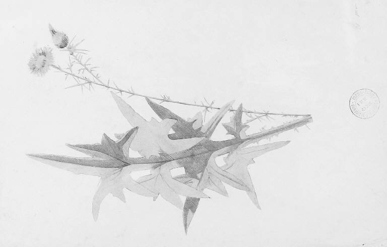 Studio di ramo con foglie (disegno) (primo quarto sec. XX)