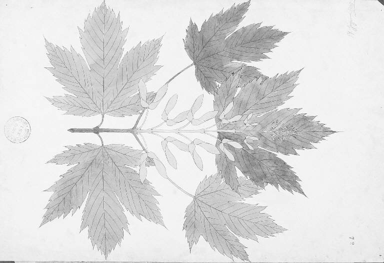 Studio di ramo con foglie (disegno) (primo quarto sec. XX)