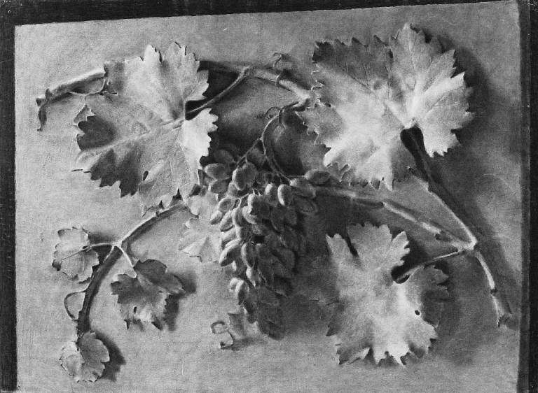 Studio di elemento vegetale (disegno) (prima metà sec. XX)