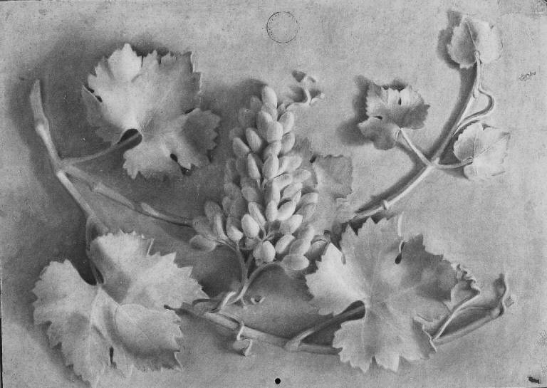 Studio di elemento vegetale (disegno) (prima metà sec. XX)