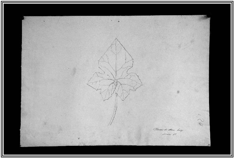 STUDIO DI FOGLIA DAL VERO (disegno) di Buzzi di Marco Luigi (fine sec. XIX)