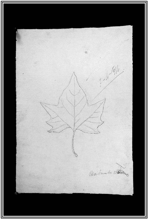 STUDIO DI FOGLIA DAL VERO (disegno) di Malnati Andrea fu Antonio (fine sec. XIX)